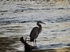 Great blue heron