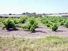 wineyard in late May