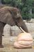 lunch time at brookfield zoo