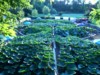 Green Gene
