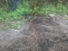 wixom grower ( The Polish Hammer)