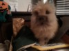 marley