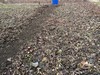 Virtual Veggies