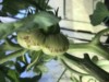 Weird Wint (Tomatoes)