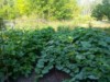 wixom grower ( The Polish Hammer)