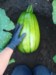 Dorset Farmers - MarkB