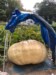 Henry-the giant pumpkin grower